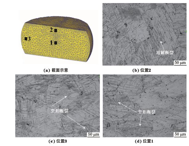 圖３ 在９８０ ℃、應(yīng)變速率為０．０１０s－１下壓縮至應(yīng)變量為３０％后GH４１６９合金不同區(qū)域的顯微組織