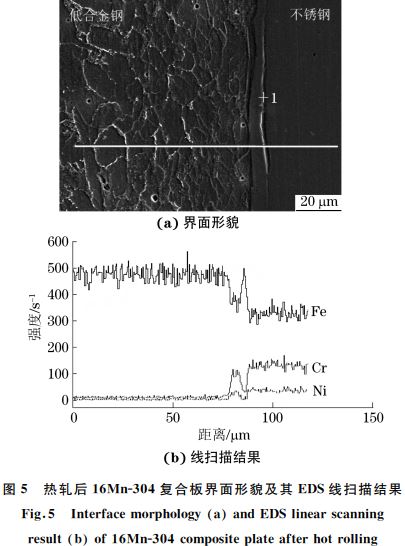 圖５ 熱軋后１６MnＧ３０４復合板界面形貌及其 EDS線掃描結果